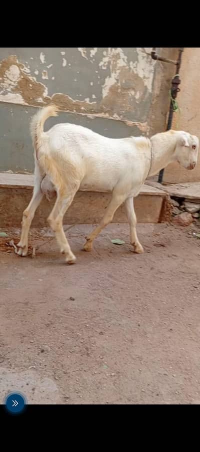 tadi male age 6 month  03112615821