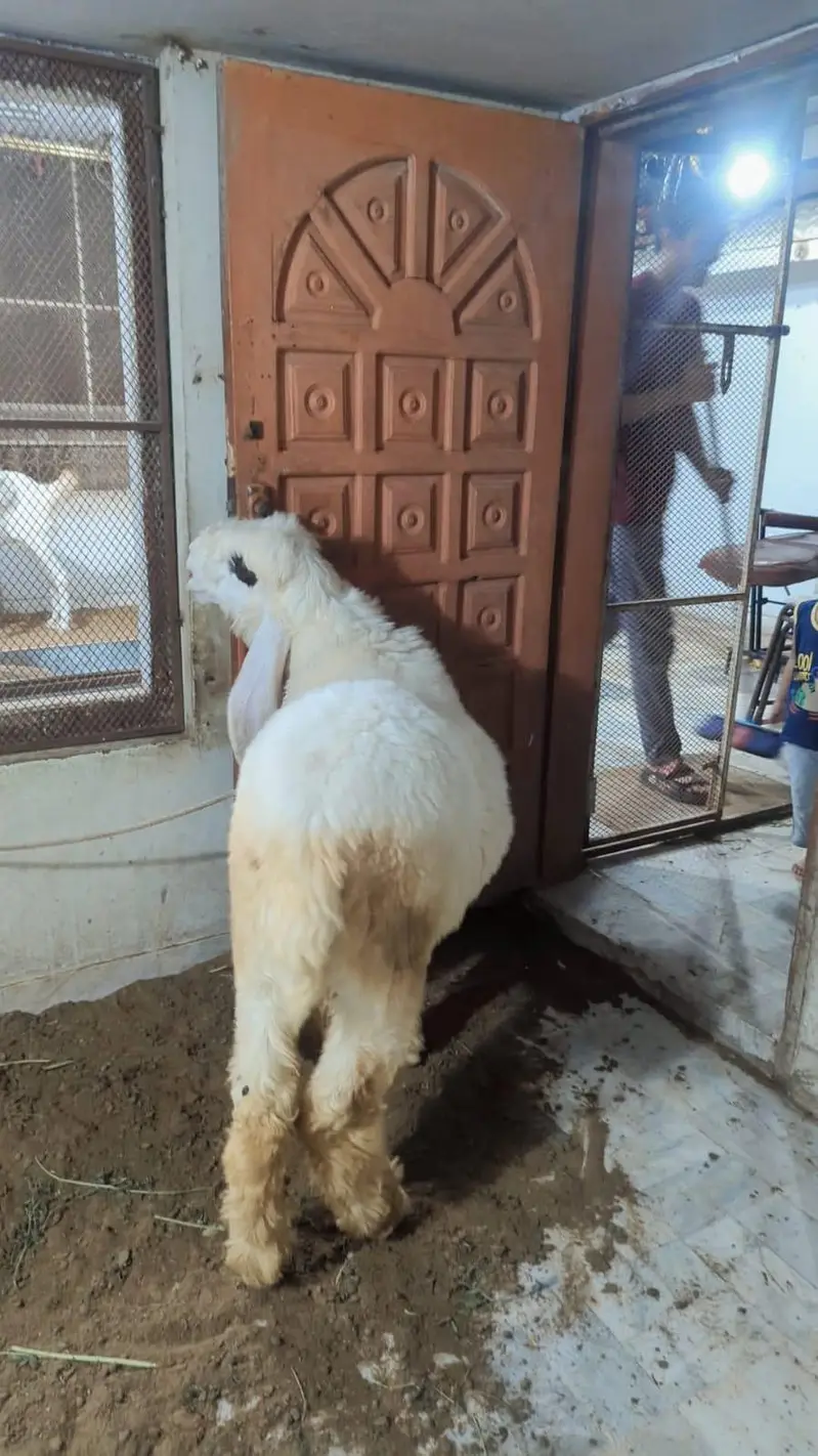 Pure Sargodha Kajla — photo 3