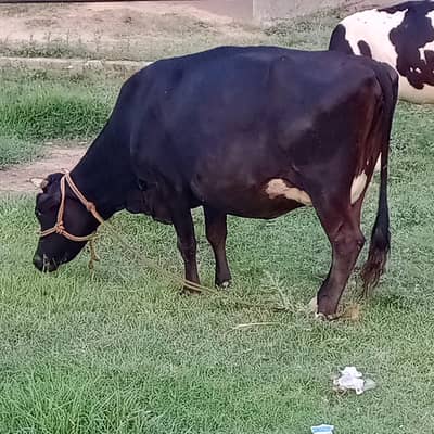 jersey Friesian cow for sale