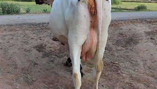 Friesian Cholastani Cow