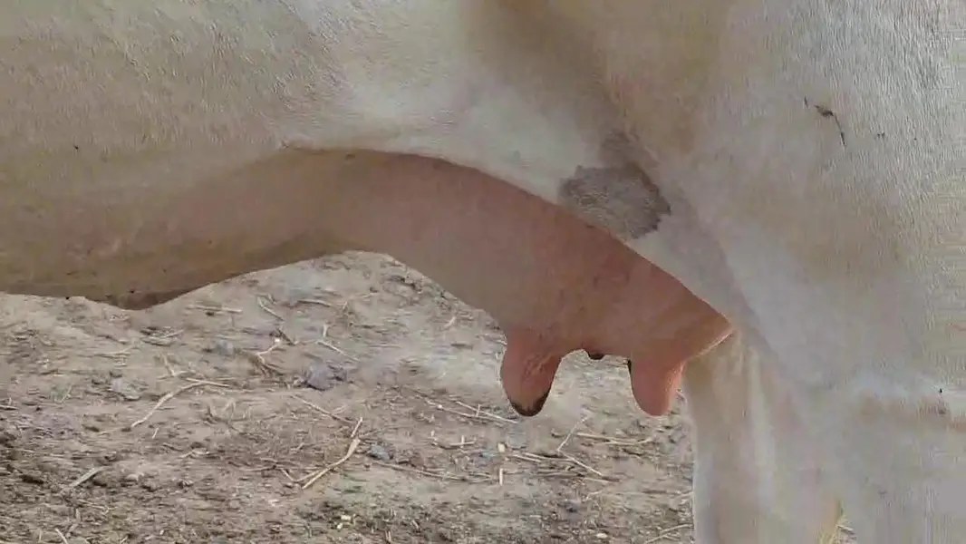 Friesian Cholastani Cow — photo 2
