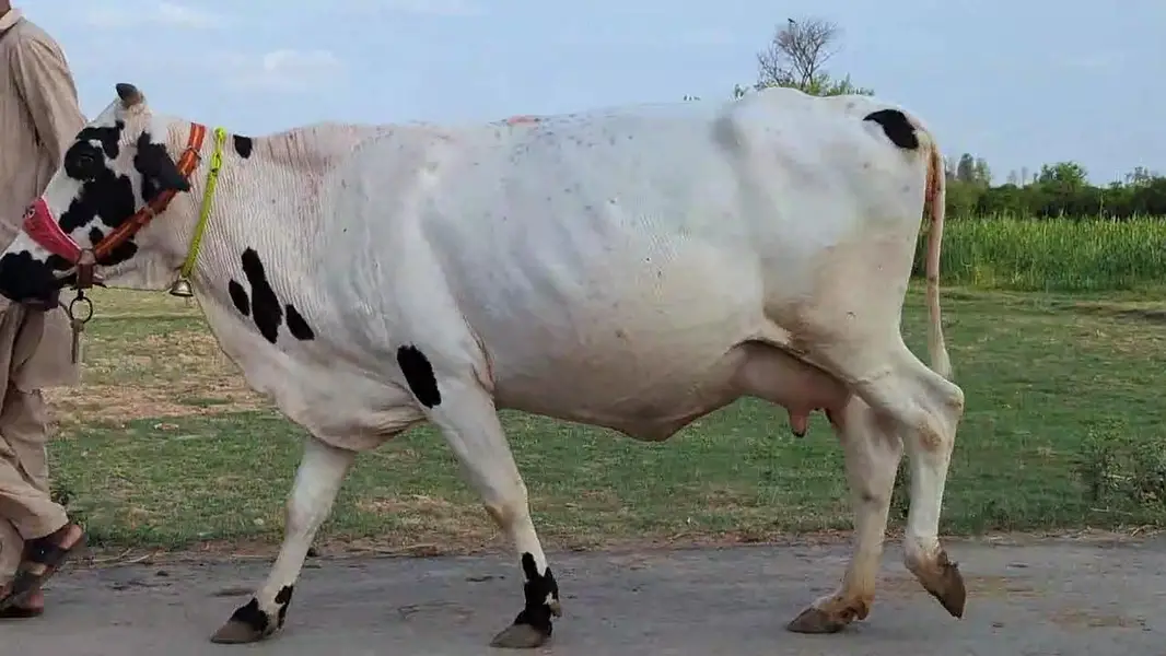Friesian Cholastani Cow — photo 3