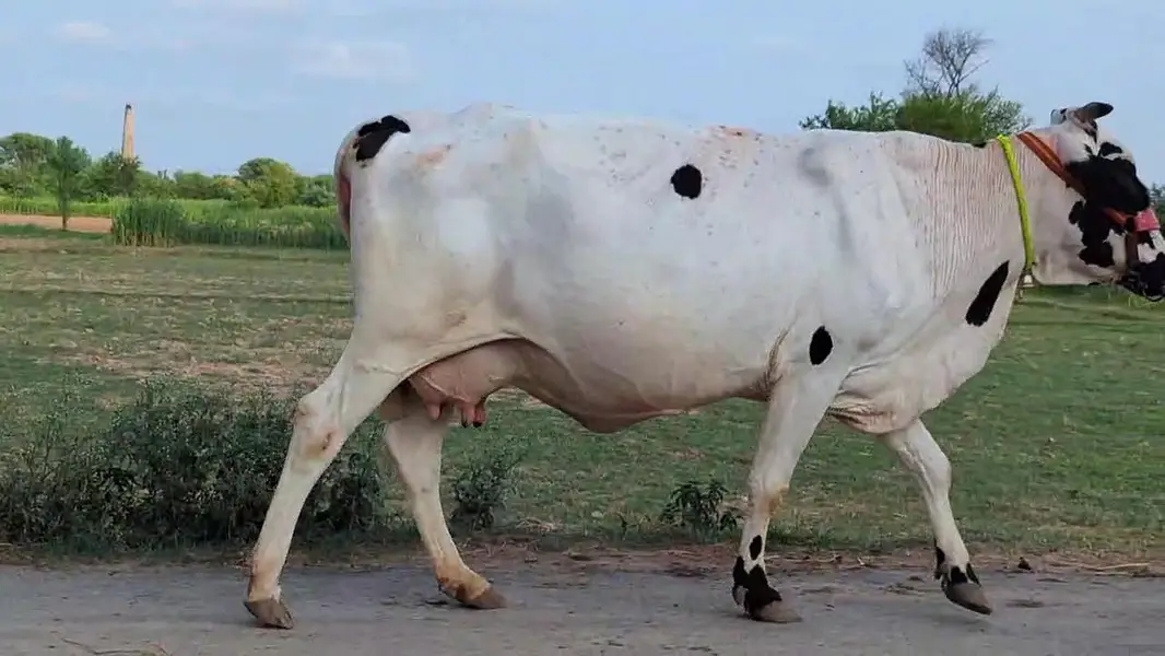 Friesian Cholastani Cow — photo 5