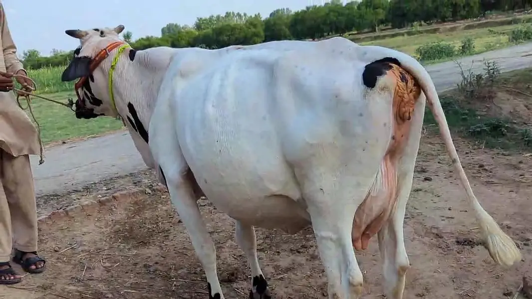 Friesian Cholastani Cow — photo 6