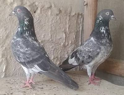 mix pigeons