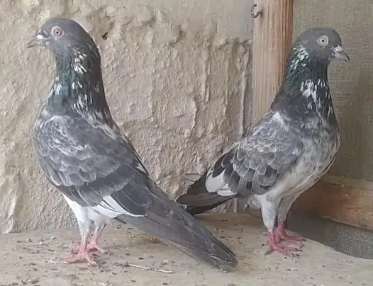 mix pigeons