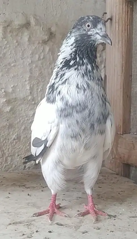 mix pigeons — photo 2