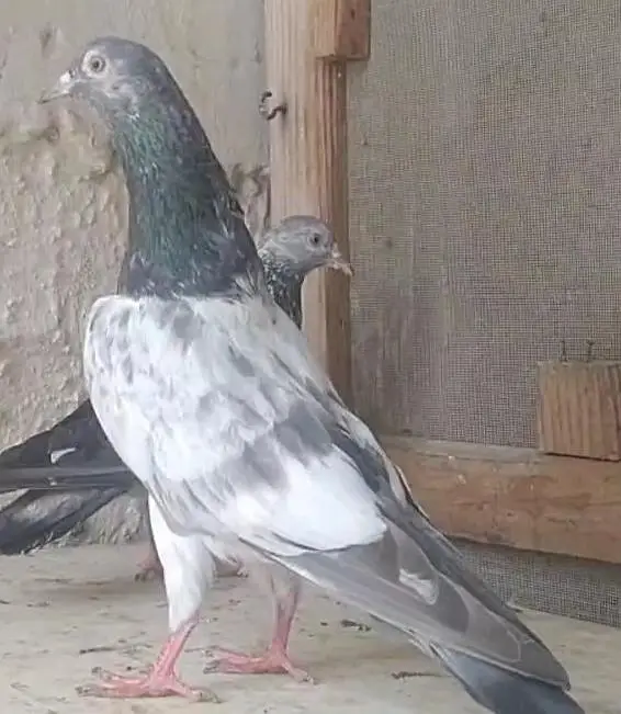 mix pigeons — photo 3