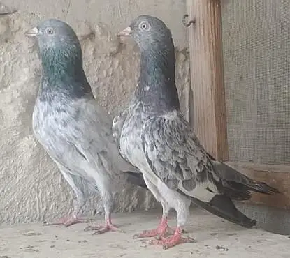 mix pigeons — photo 4