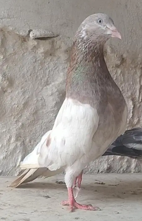 mix pigeons — photo 5
