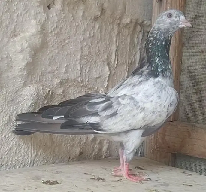 mix pigeons — photo 6