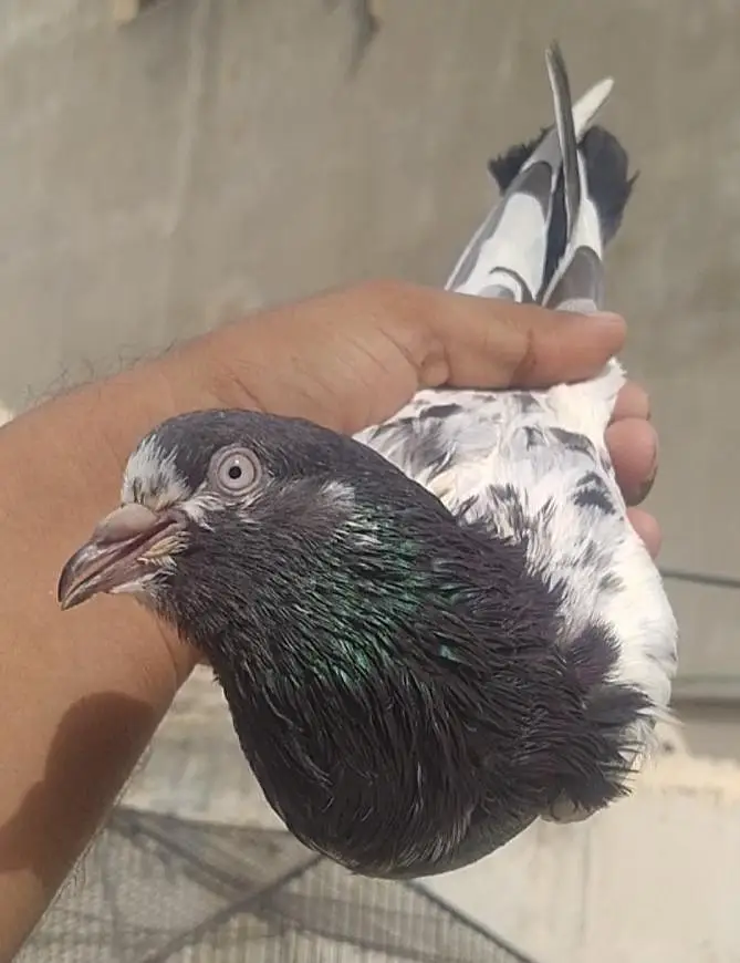 mix pigeons — photo 7