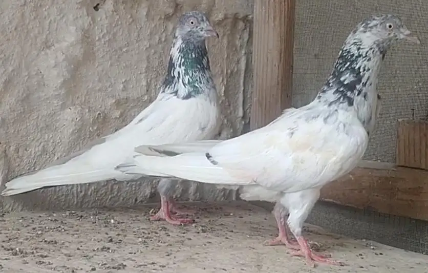 mix pigeons — photo 8