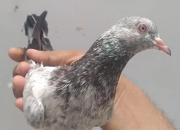 mix pigeons — photo 9