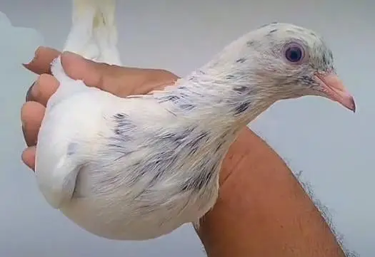 mix pigeons — photo 10