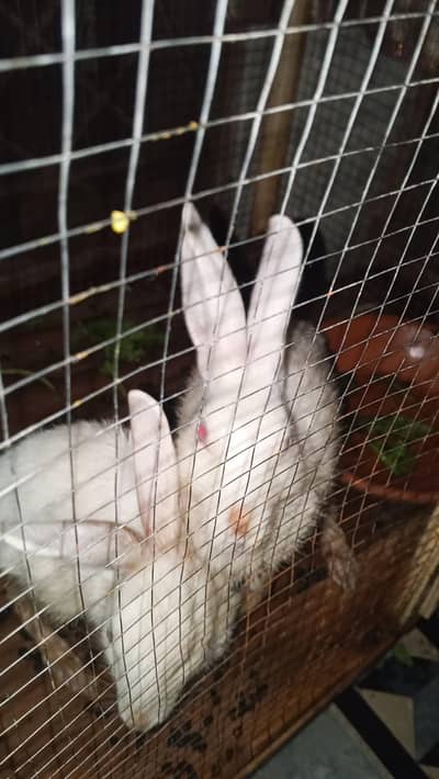 white rabbit 