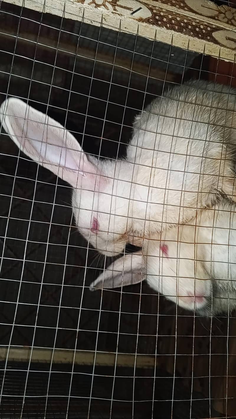 white rabbit  1