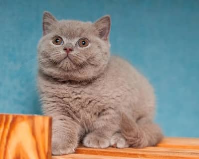 British shorthair