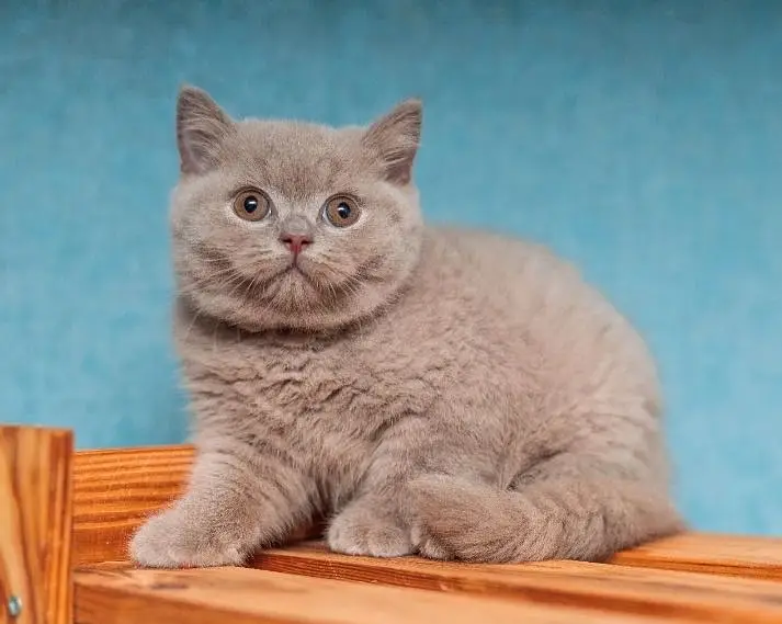 British shorthair — photo 2