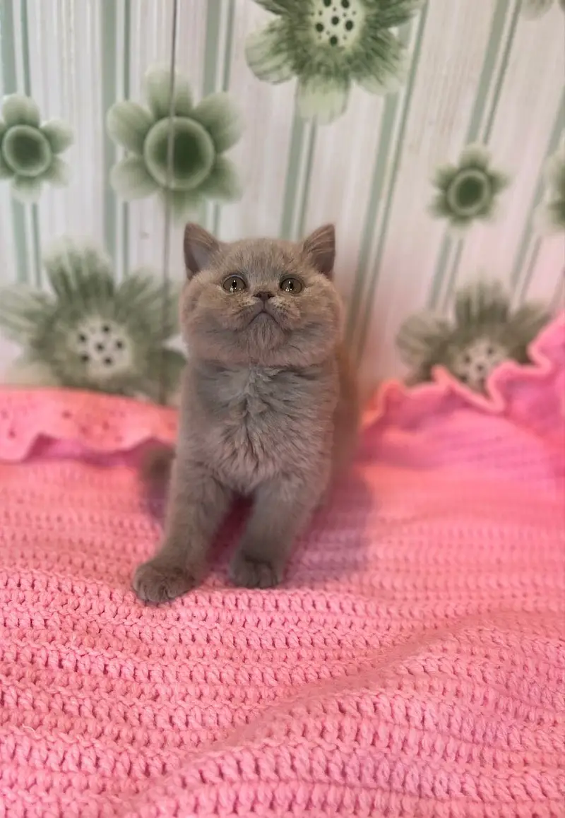 British shorthair — photo 3