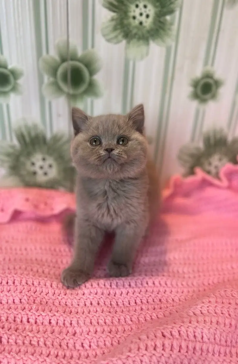 British shorthair — photo 4