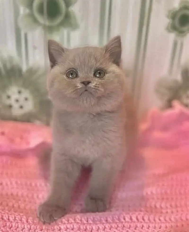 British shorthair — photo 5