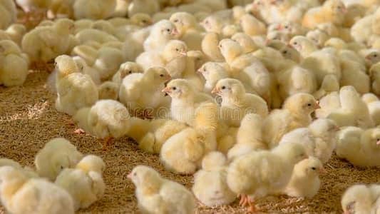 1 day to 7 day old female farmi chick required