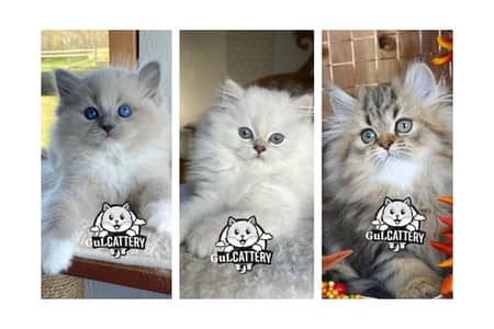 Persian British punch face piki face kitten cat available