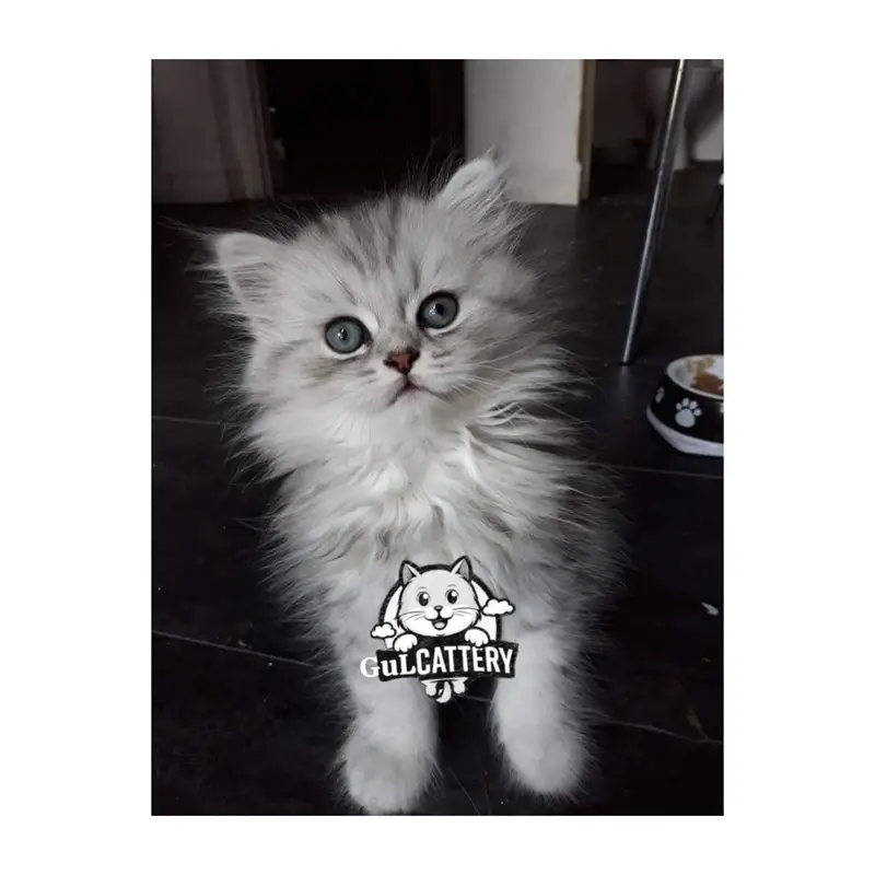 Persian British punch face piki face kitten cat available — photo 3