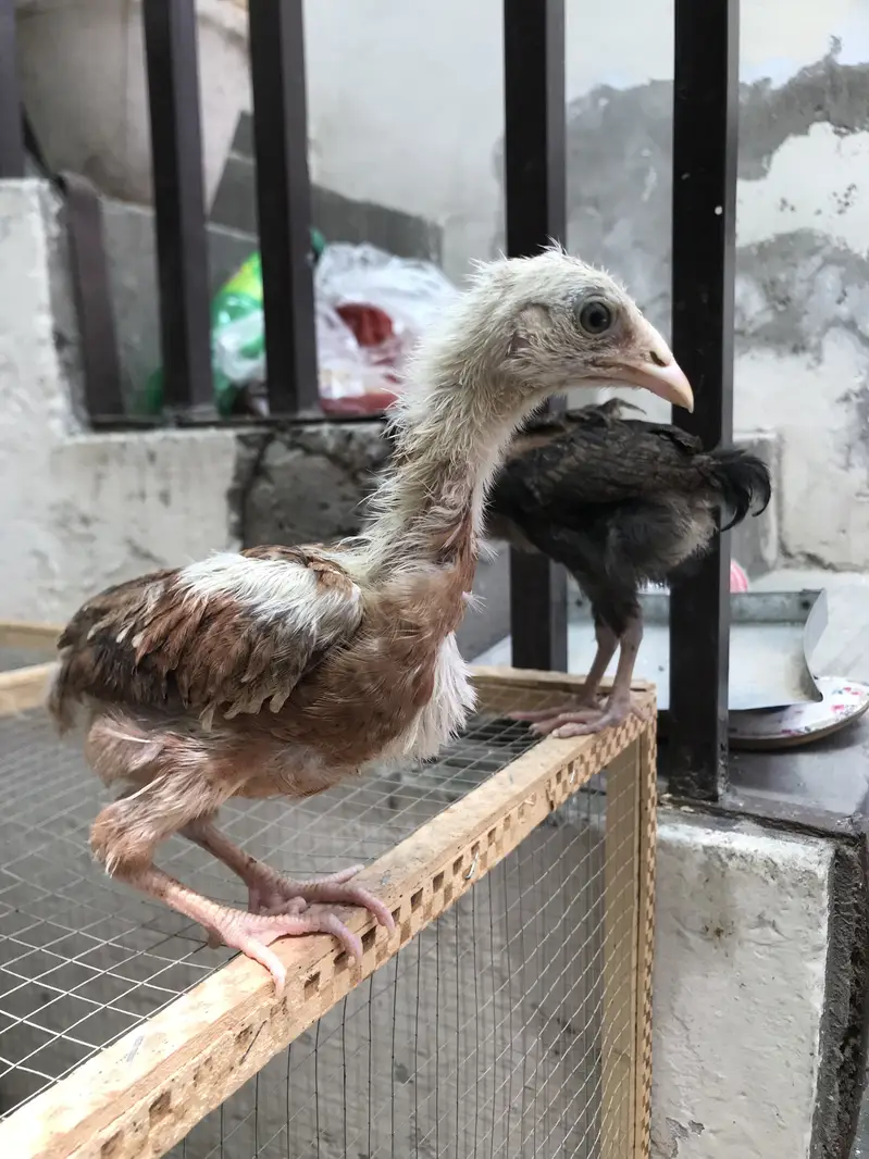 Aseel chicks — photo 3
