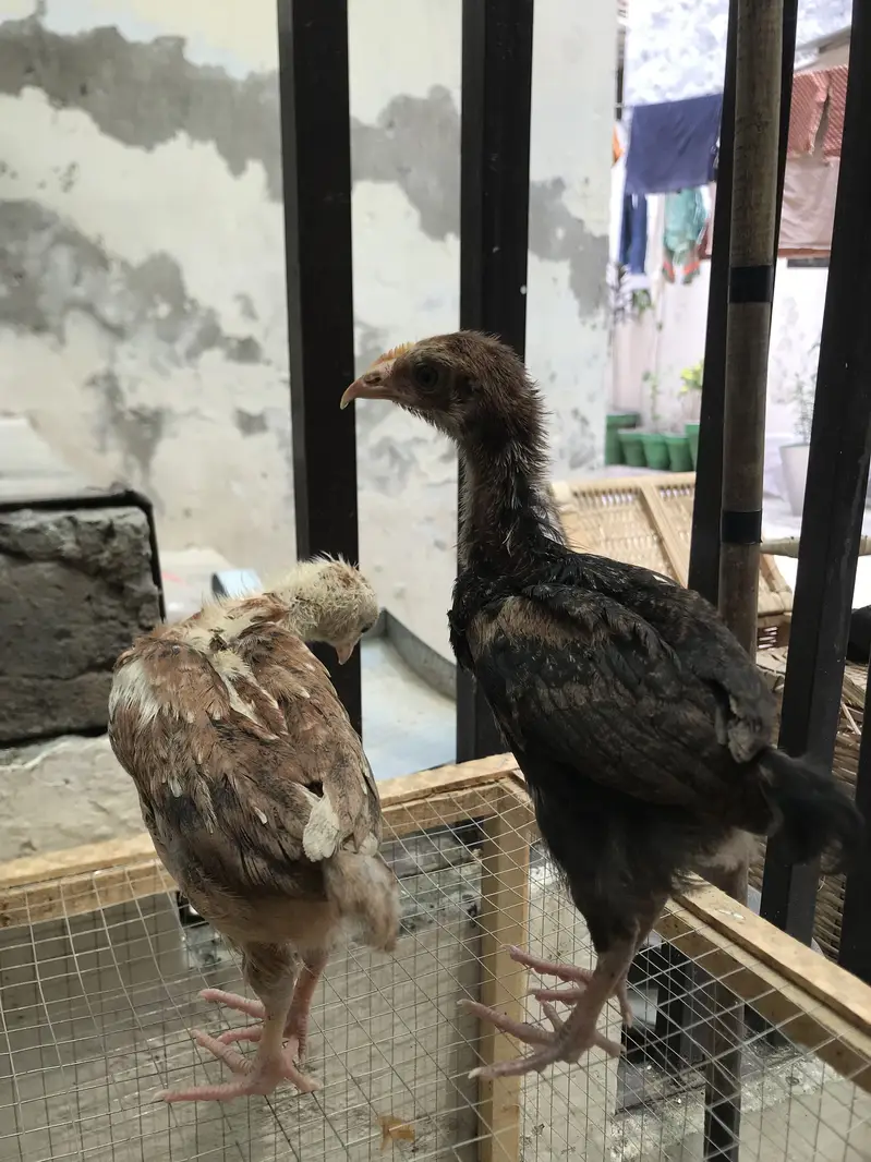 Aseel chicks — photo 4