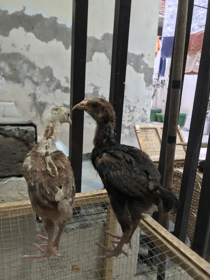 Aseel chicks — photo 5