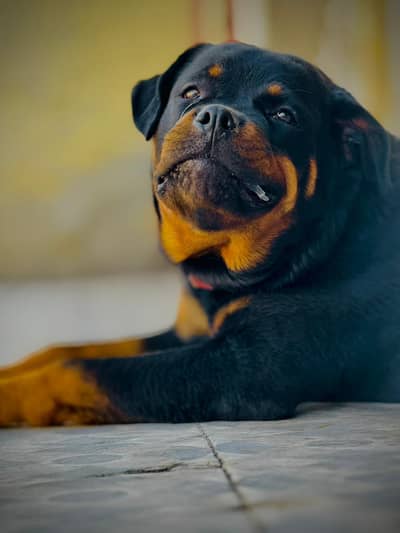 Rottweiler Female 8 months