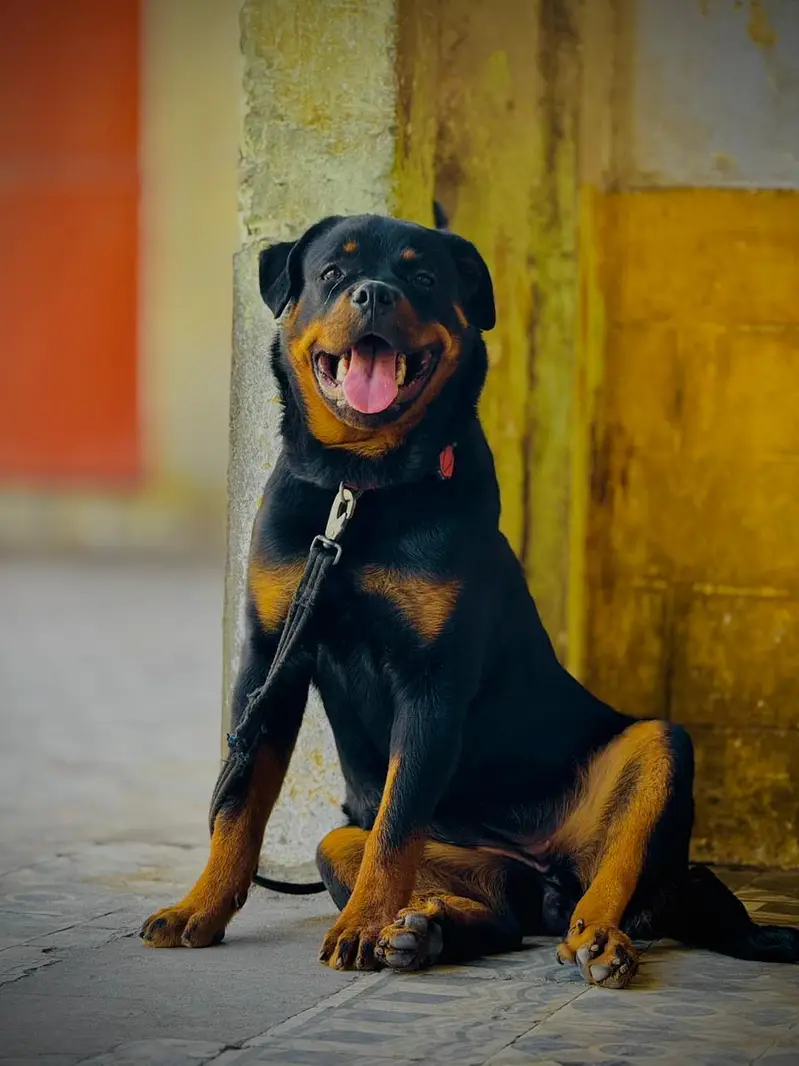 Rottweiler Female 8 months — photo 2