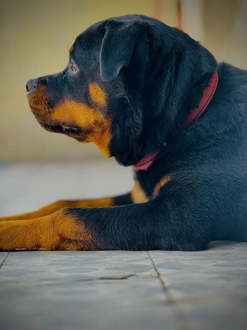 Rottweiler Female 8 months — photo 3
