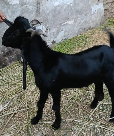DDP Goat . dairy goat breed. Bakri