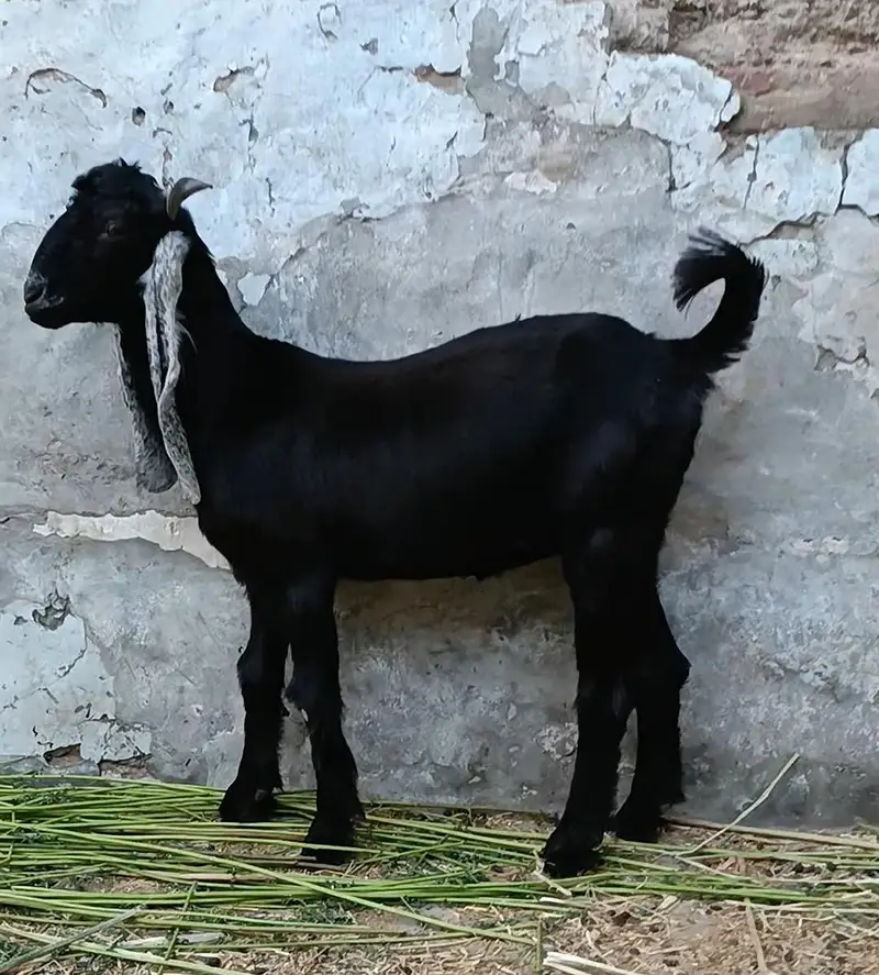 DDP Goat . dairy goat breed. Bakri — photo 2