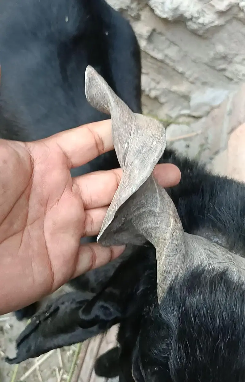 DDP Goat . dairy goat breed. Bakri — photo 3
