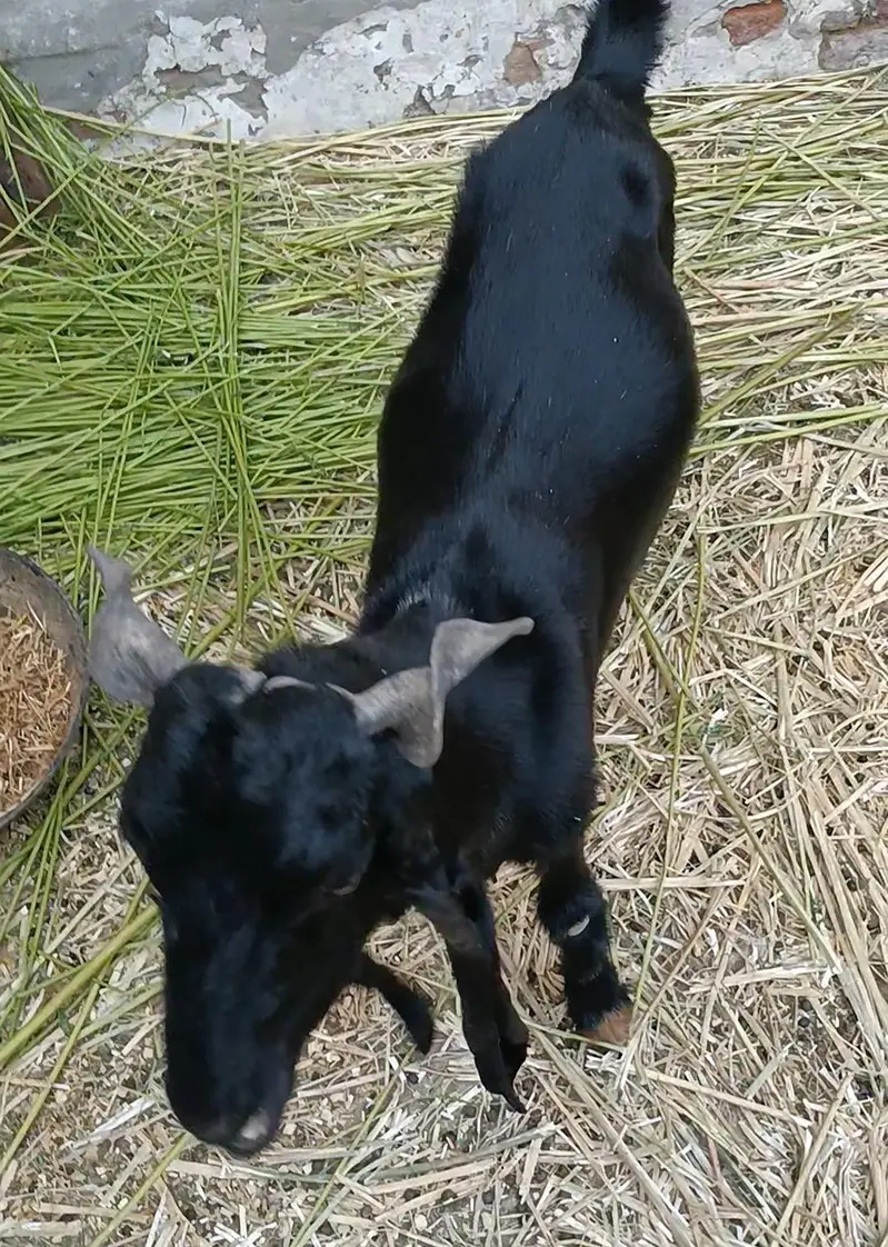 DDP Goat . dairy goat breed. Bakri — photo 4