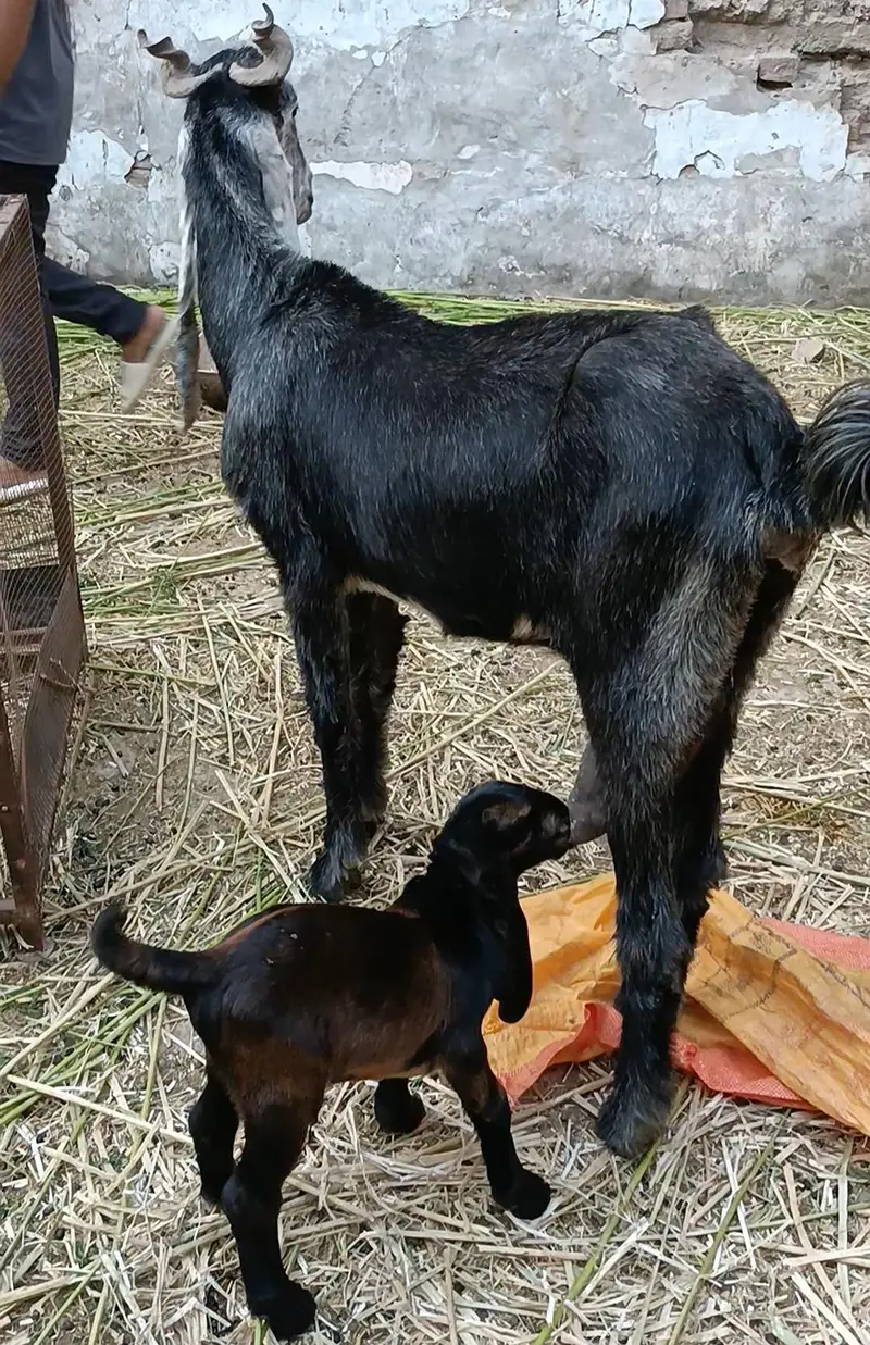 DDP Goat . dairy goat breed. Bakri — photo 5