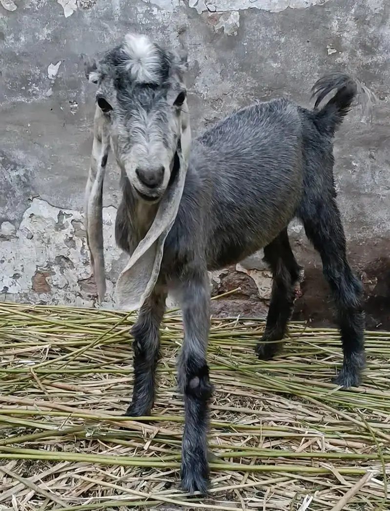 DDP Goat . dairy goat breed. Bakri — photo 6