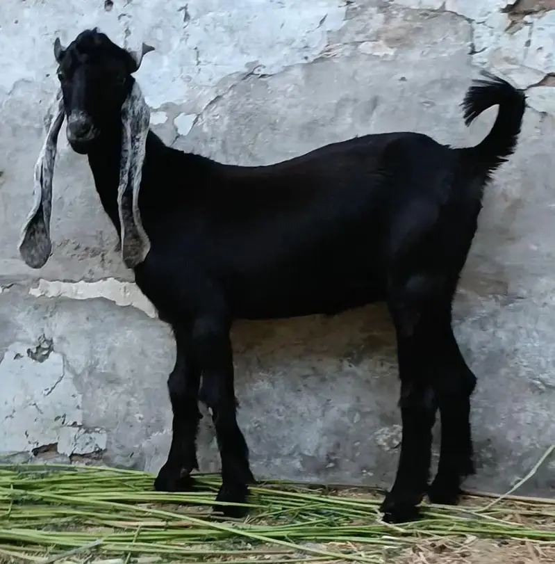 DDP Goat . dairy goat breed. Bakri — photo 7