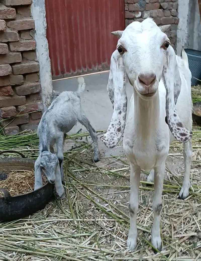 DDP Goat . dairy goat breed. Bakri — photo 8