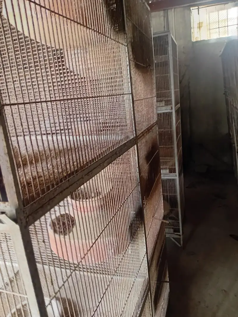 Heavy Angle Cages — photo 5