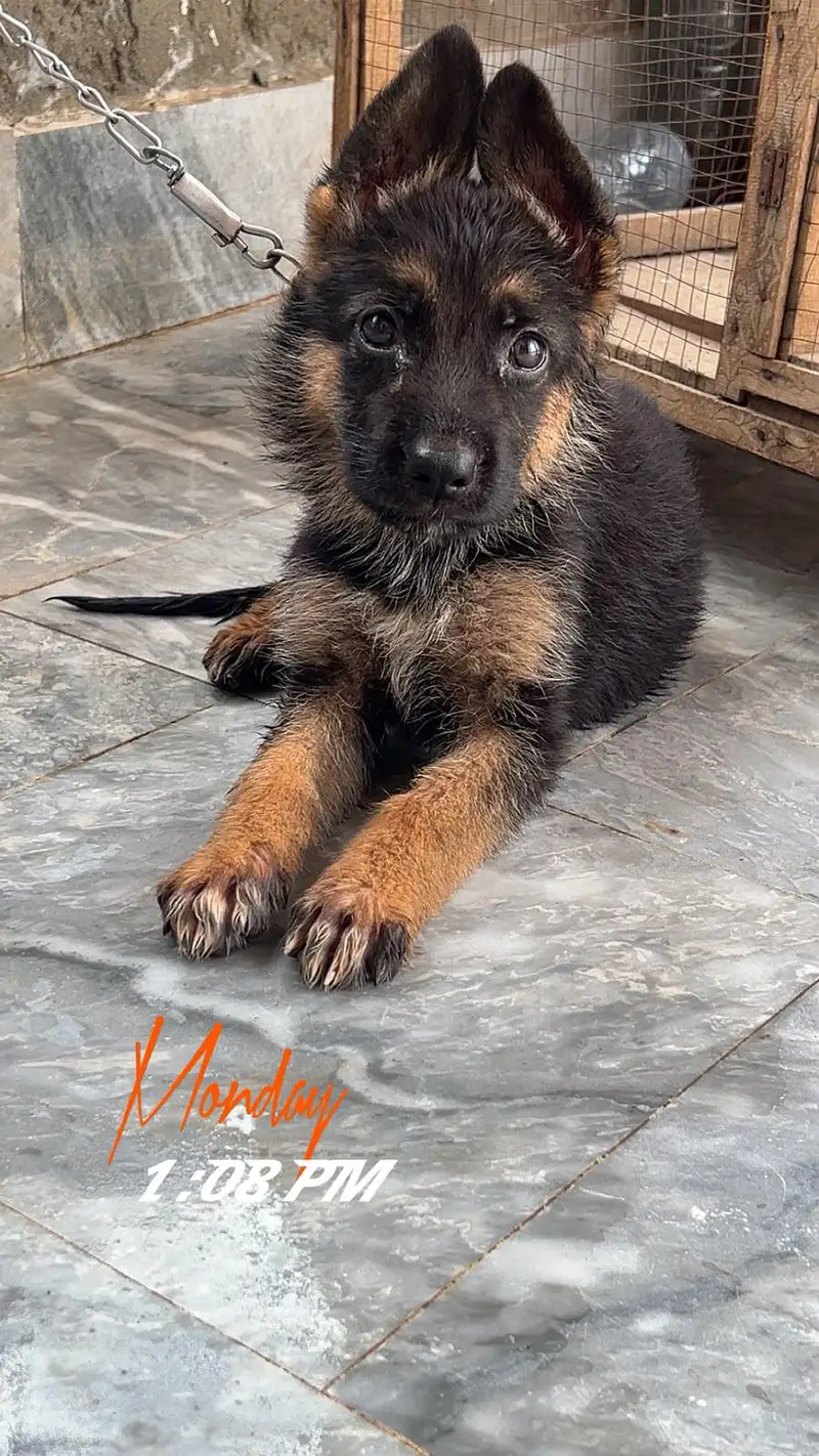 Germon shephord female puppy — photo 2
