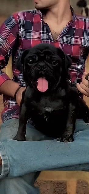 Pug dog high quality friendly dog urgent sale