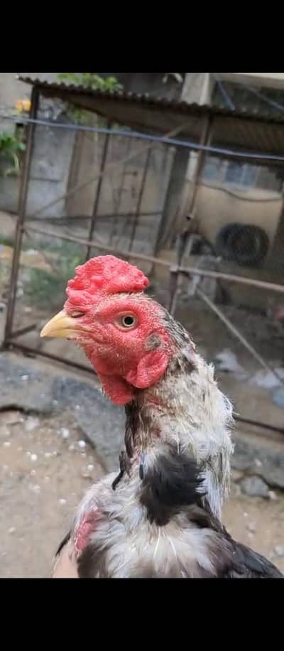 2 Aseel for sale
