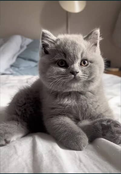 British shorthair