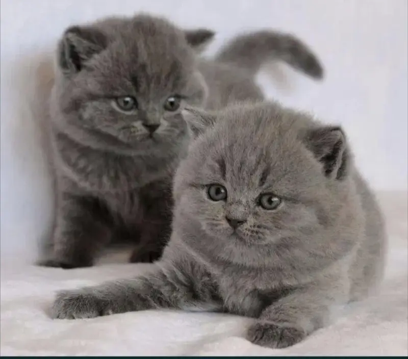 British shorthair — photo 2