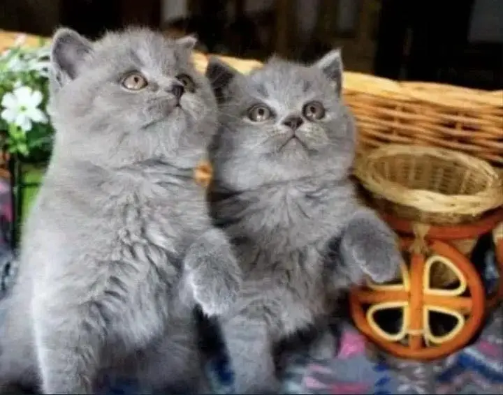 British shorthair — photo 3